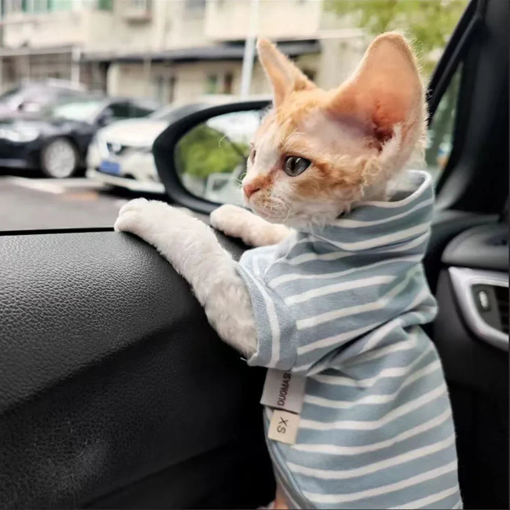 Devon Rex