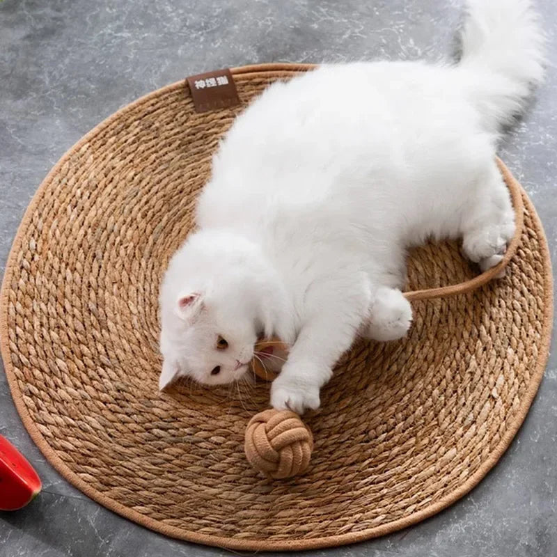 Cat Tree House